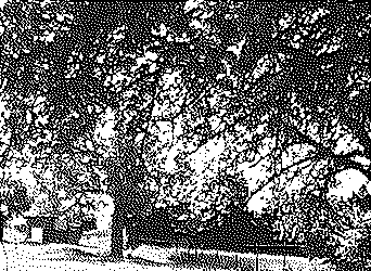 workshops boomvriendelijk snoeien